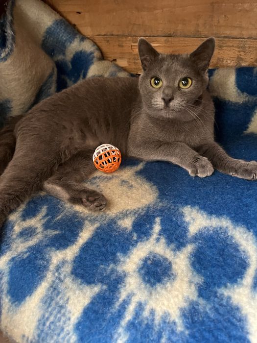 Кошечка стерилизована привита