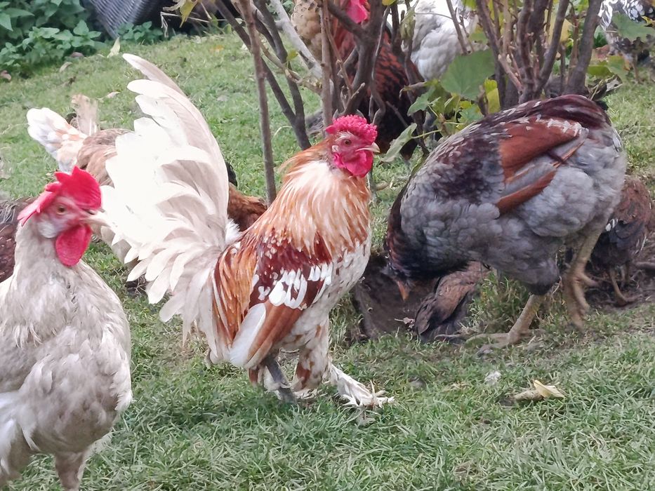 Kogut karzełek liliput