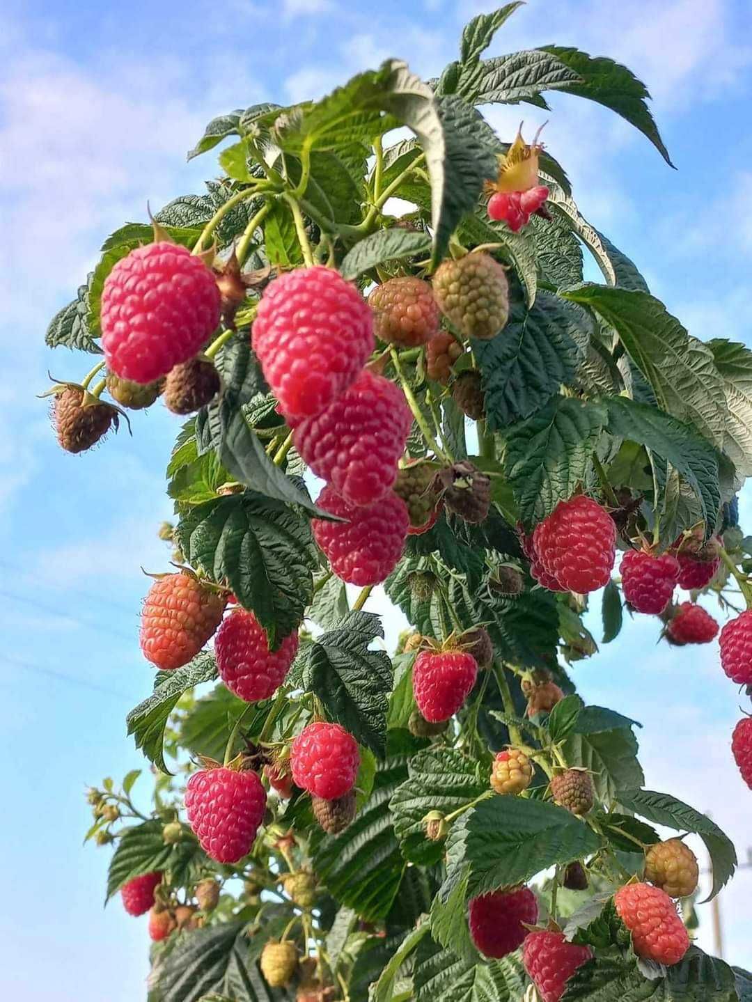 Sprzedam Sadzonki Maliny Jesiennej