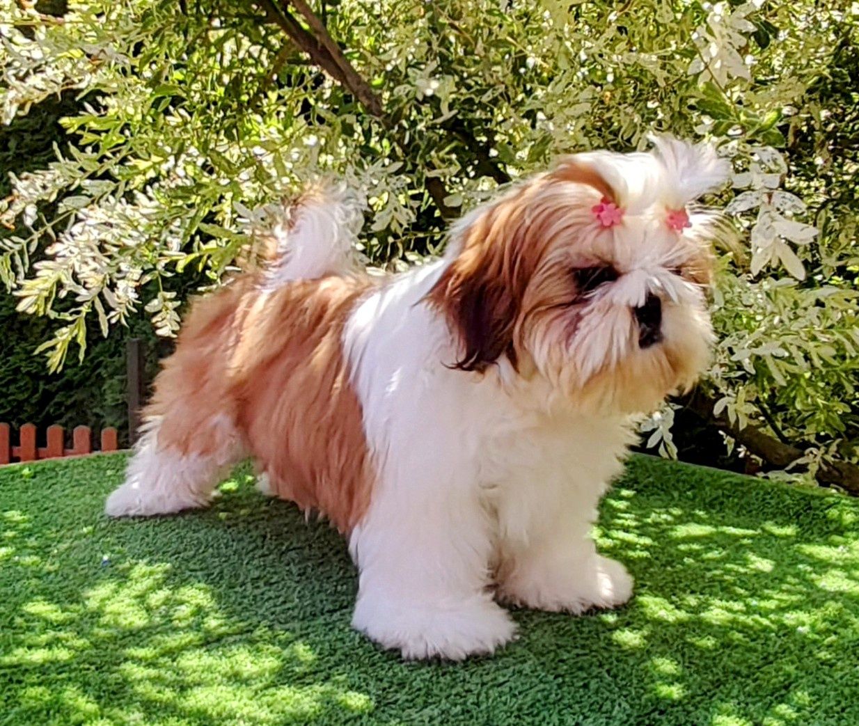 Shih Tzu suczka z metryką ZKwP FCI