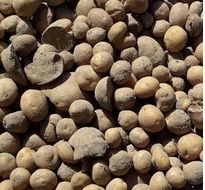 Sprzedam ziemniaki paszowe 50gr/kg