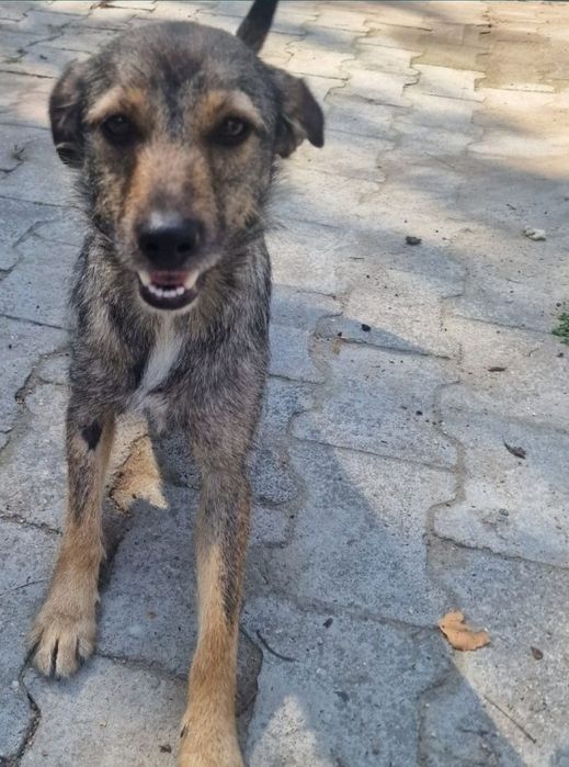 Zoja do adopcji.