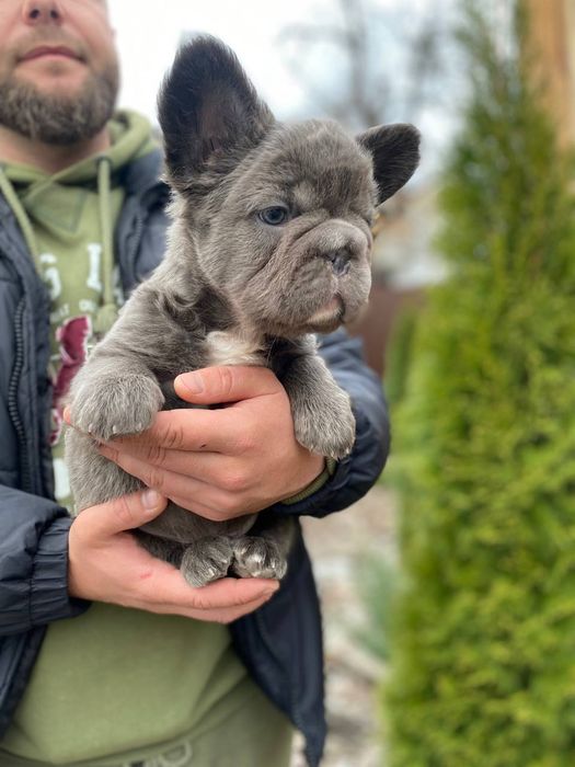 Флафі французький бульдог єкзотік