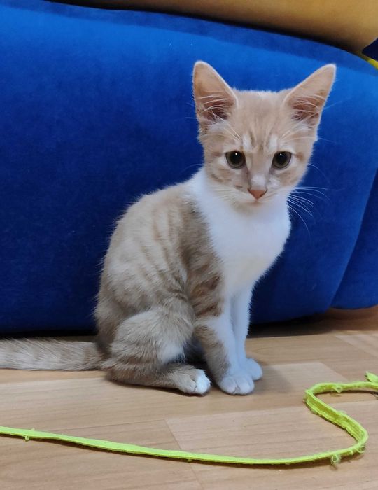 Кошеня Степашка шукає родину