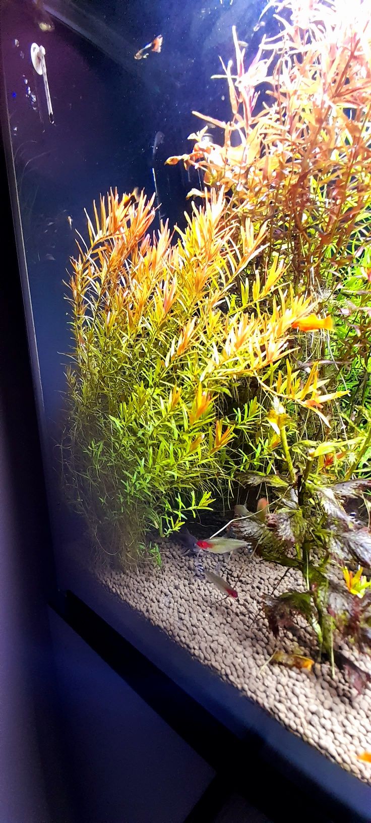 Rotala hong kong