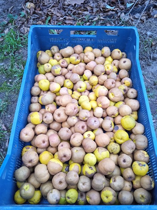 Pigwowiec owoce zdrowe nie pryskane naturalne