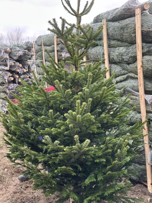 Choinki Jodla Kaukaska