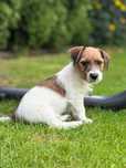 Jack Russell Terrier piesek od # SMARTIE JACKS# rough-haired male Jack