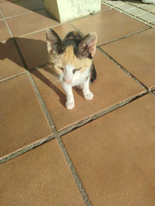 Gata pequena tricolor com 3 meses