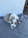 Sprzedam szczeniaka rasy Border Collie o umaszczeniu Red Merle
