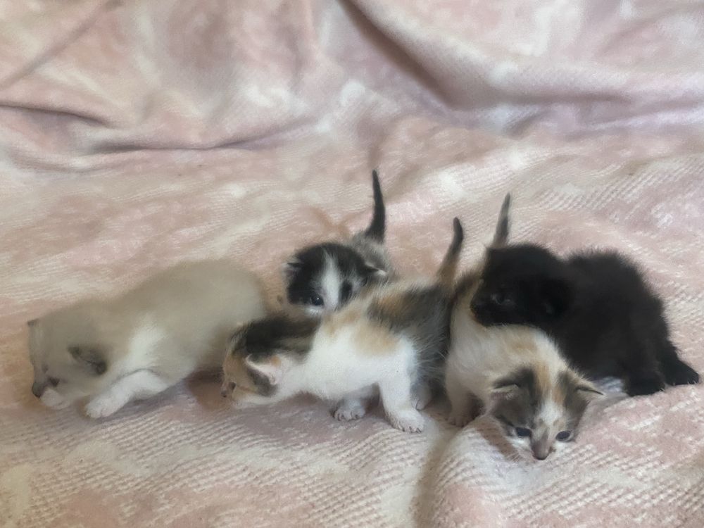 Кошенята шукають люблячі сімʼї
