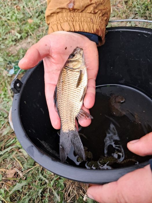 Karp narybek 10-14cm Amur,Jesiotr