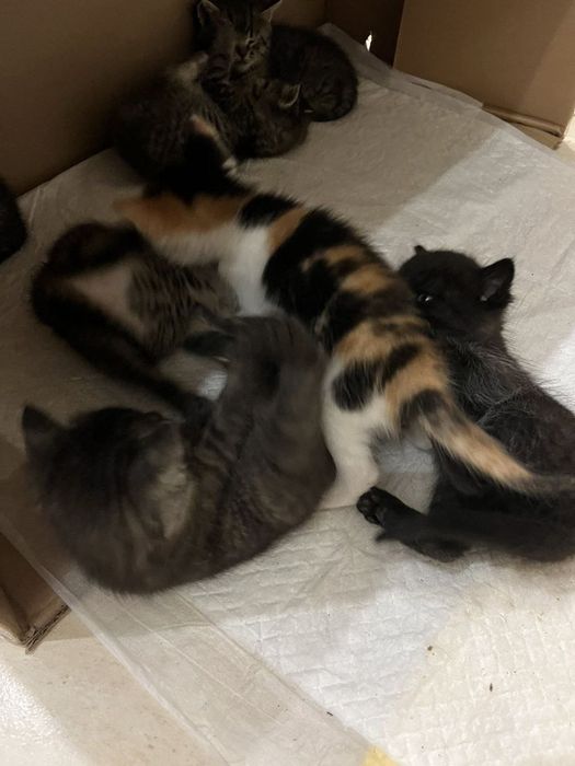 Котики безкоштовно