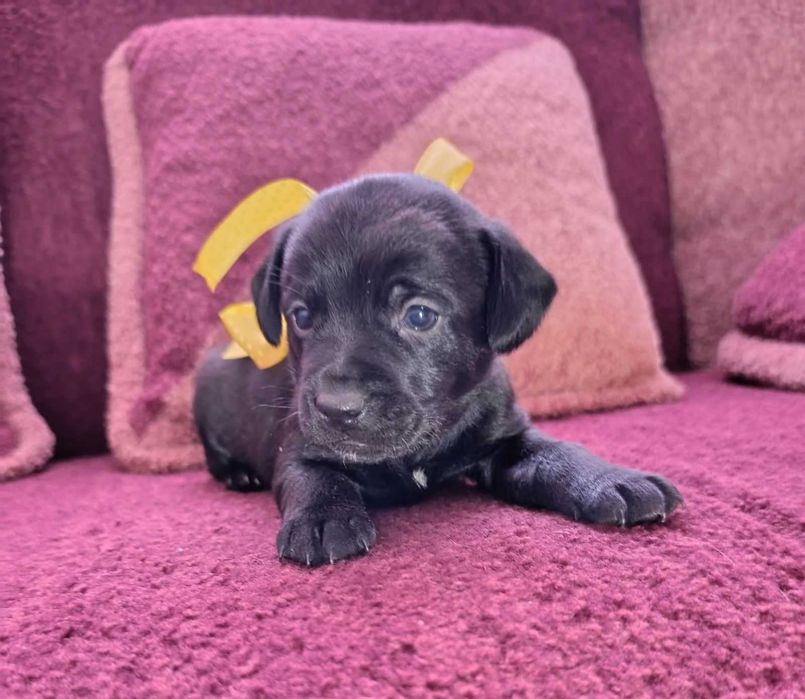 Цуценята 1 місяць