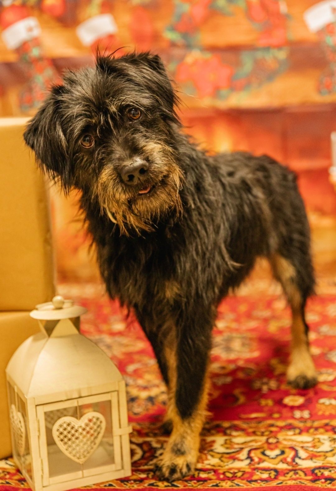 Szubi do adopcji!