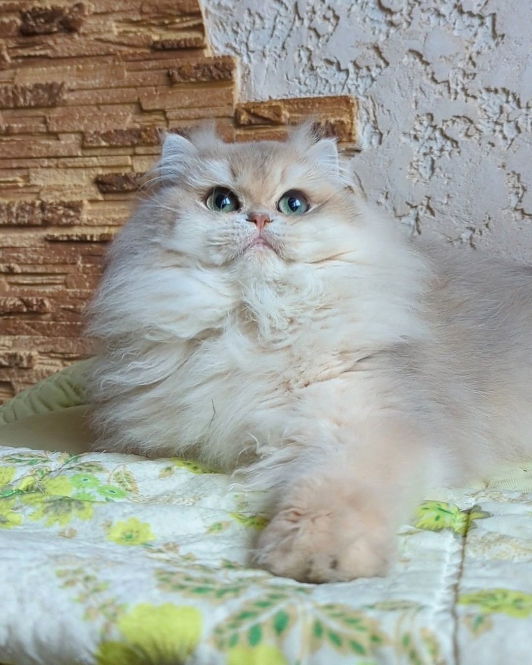 Голубое золото.Шиншила