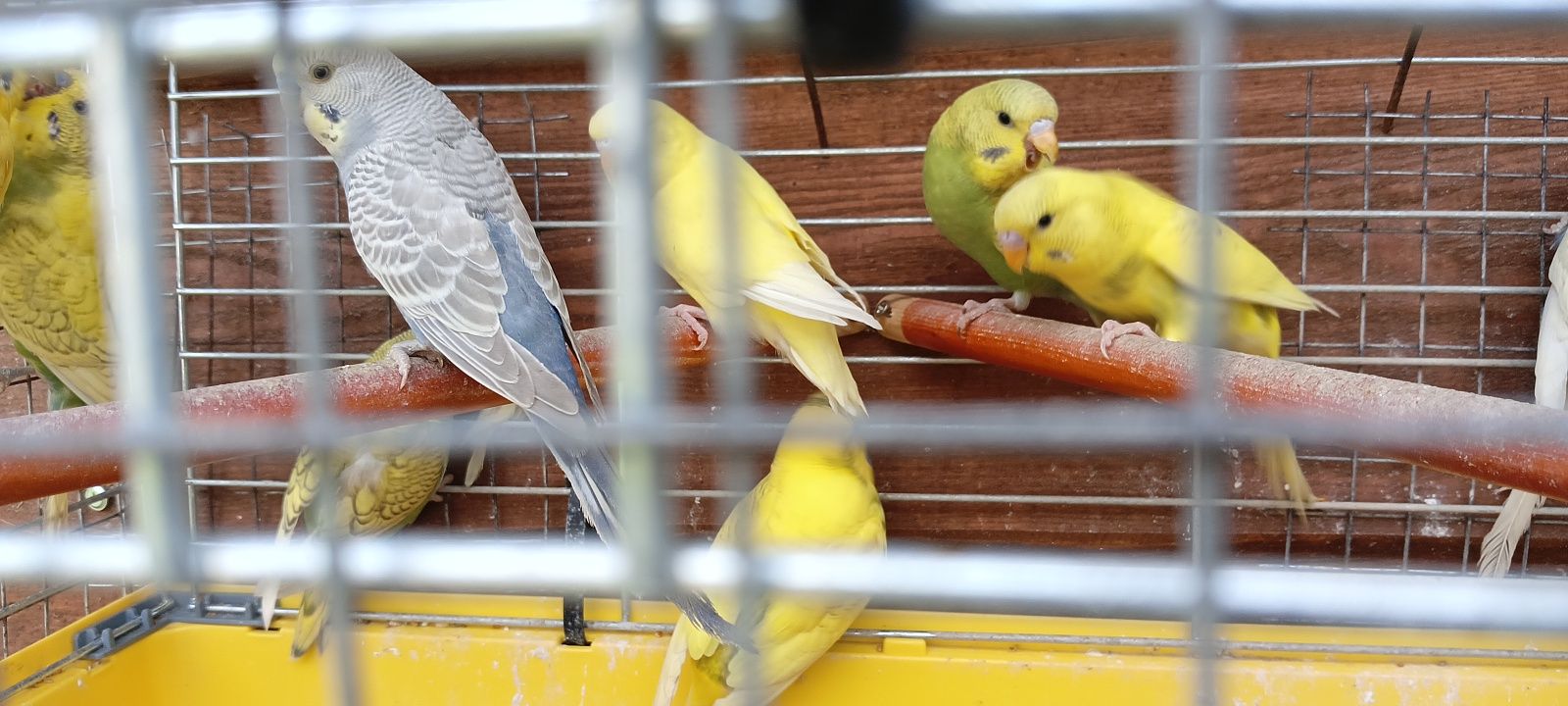 Papugi faliste młode tęczowe. żòłte