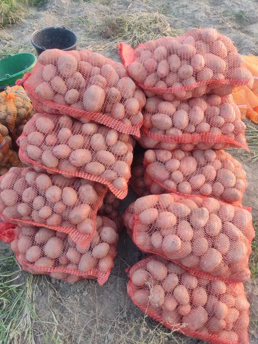 Ziemniak ziemniaki Bellarosa, denar i jelly