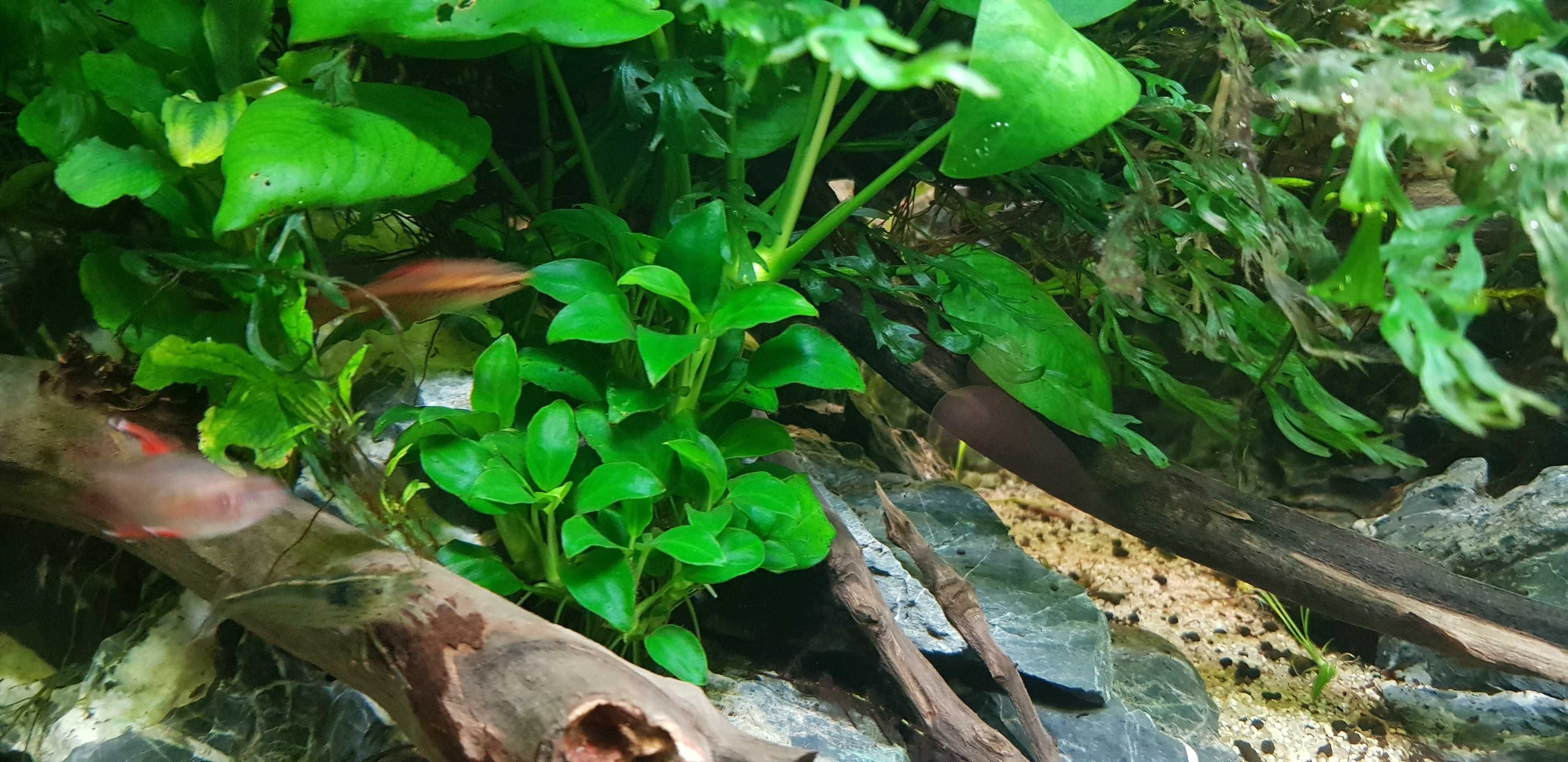 Anubia Petit + Bucephalandra wavy green (Para Aquário)