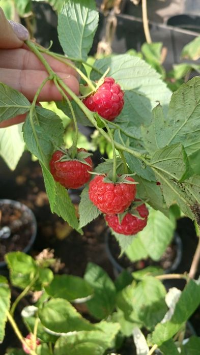 Лохина, інжир, годжі, малина ремонтантна червона та жовта