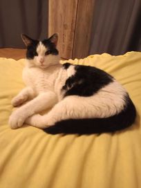 Zaginął biało-czarny kot w Krośnie