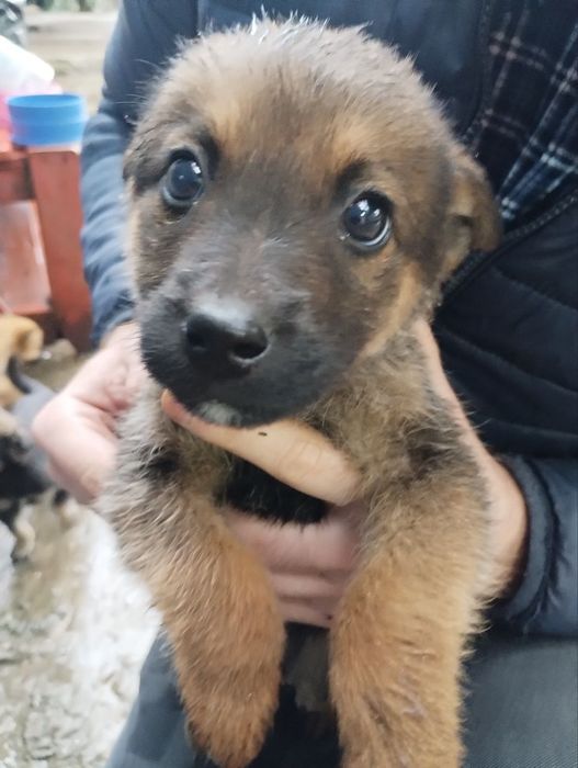 Отдам даром в добрые руки щенков метисы маленькой породы