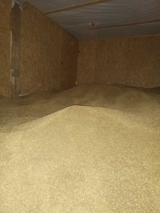 Owies . Piękny,suchy dobra gęstość. 10t