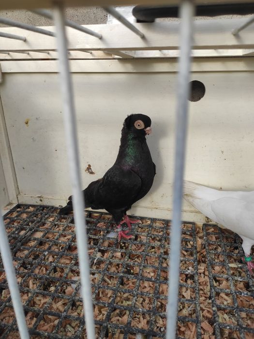 Winerek szek maściuch