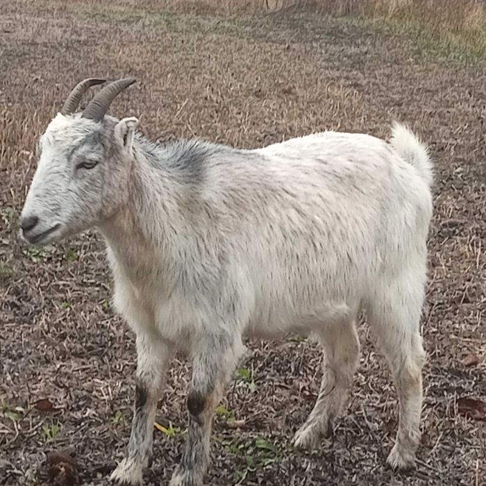 Продаються козочки парувального віку