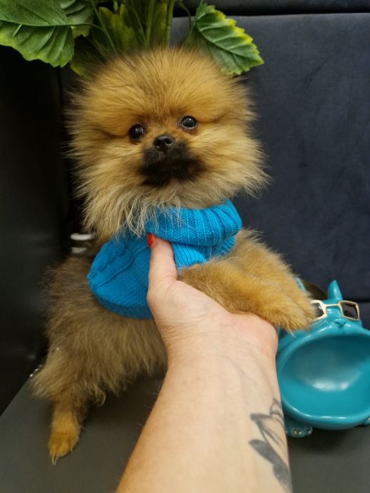 Szpic miniaturowy Pomeranian Boo 2xszczepienia wyprawka I legowisko