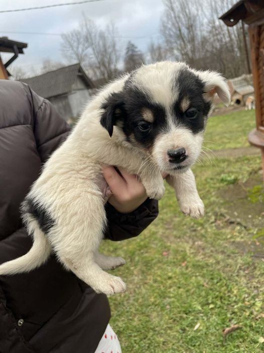 Віддам в добрі руку