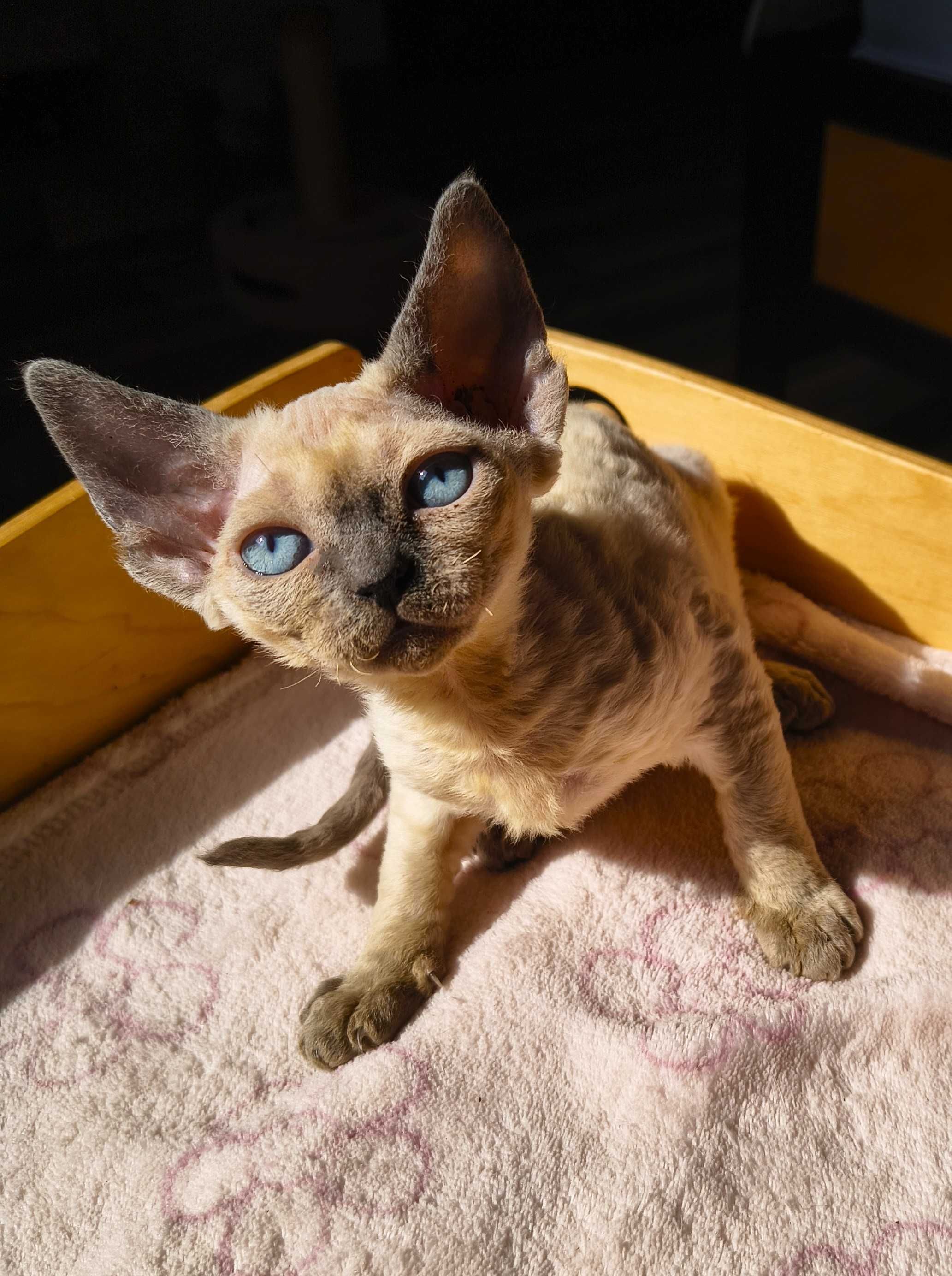 Koteczka Devon Rex ZANDAJA Sali Cat*PL