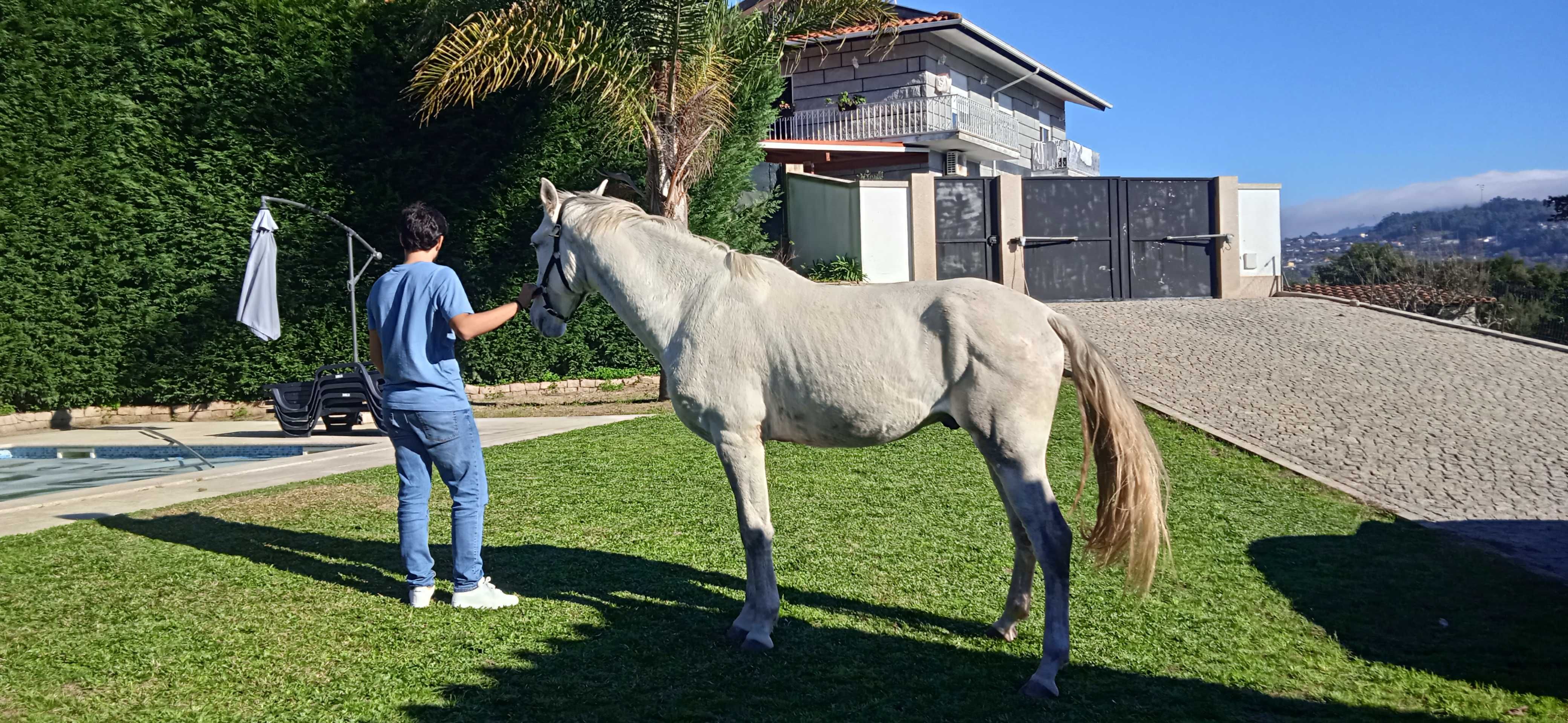 Cavalo puro sangue lusitano