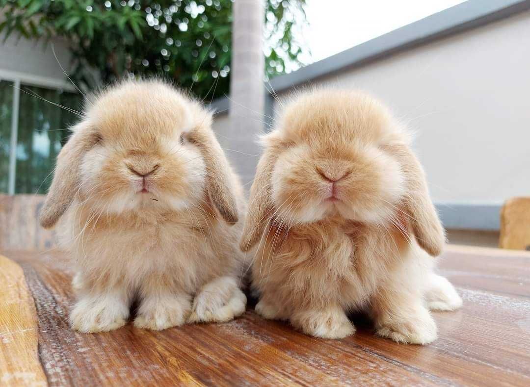 KIT Coelhos anões orelhudos, mini lop adoráveis e super inteligentes