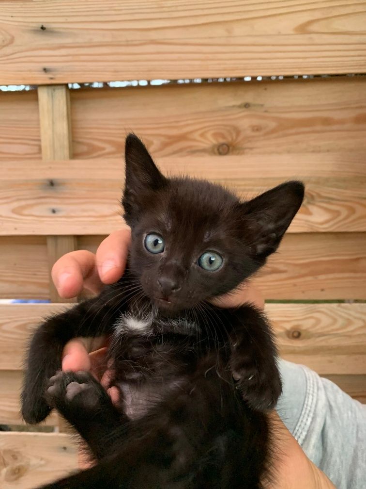 Gatinho meigo preto macho