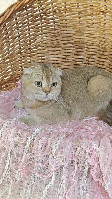 Висловуха дівчинка в золотому забарвленні