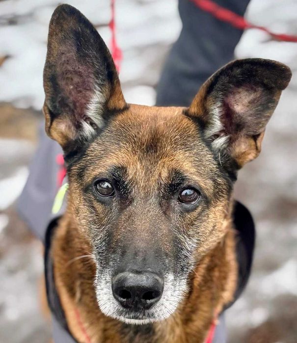 Wesoły Ninja szuka domku!