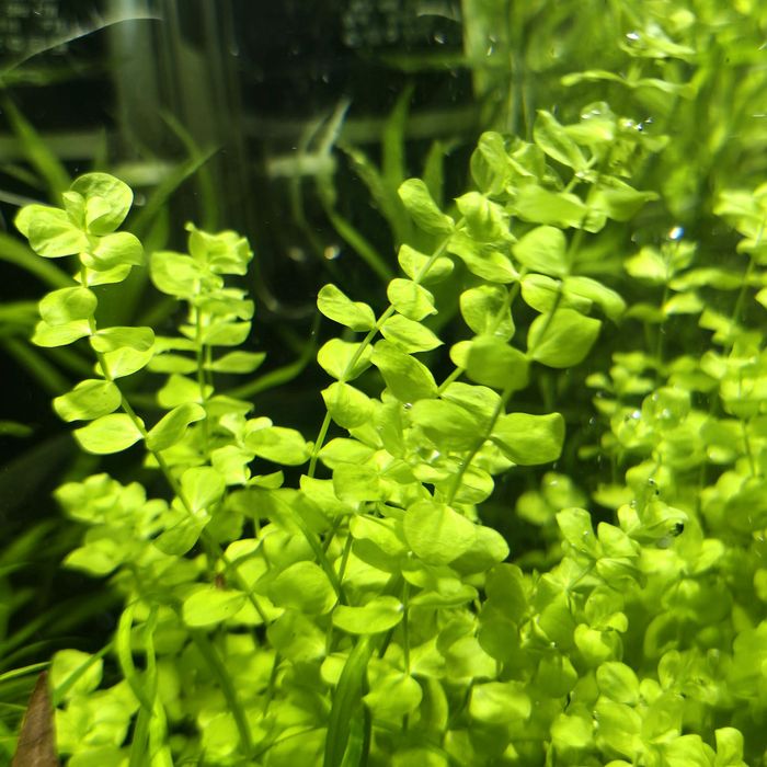 Акваріумні рослини