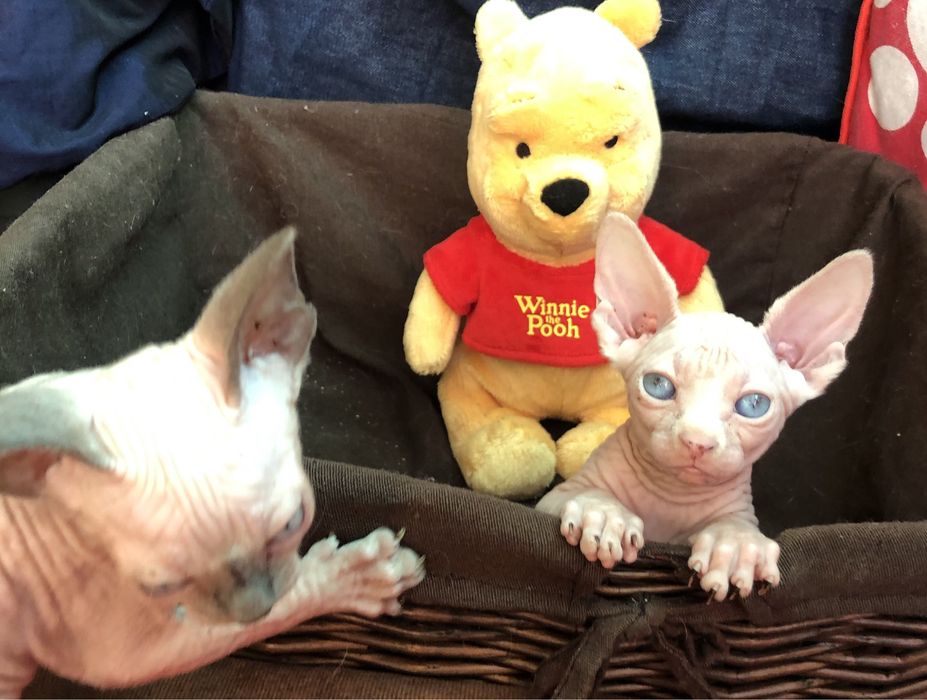 Канадские супердетки