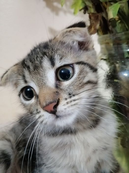 Кошенята в добрі руки