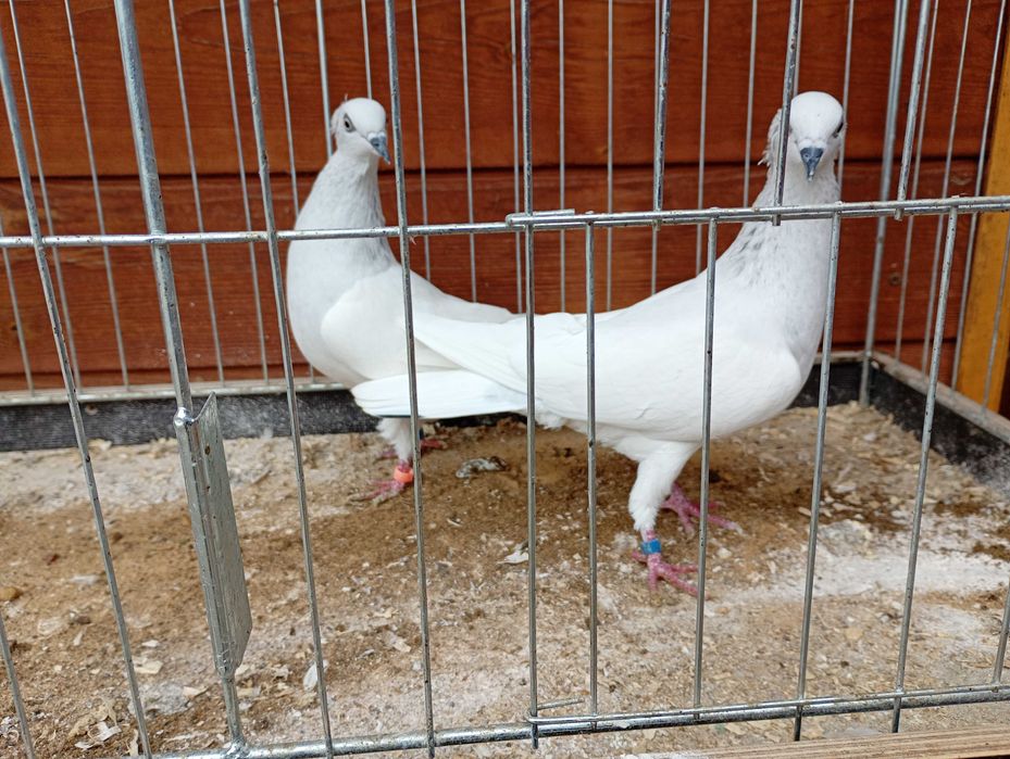 Jasne korniate srebniaki