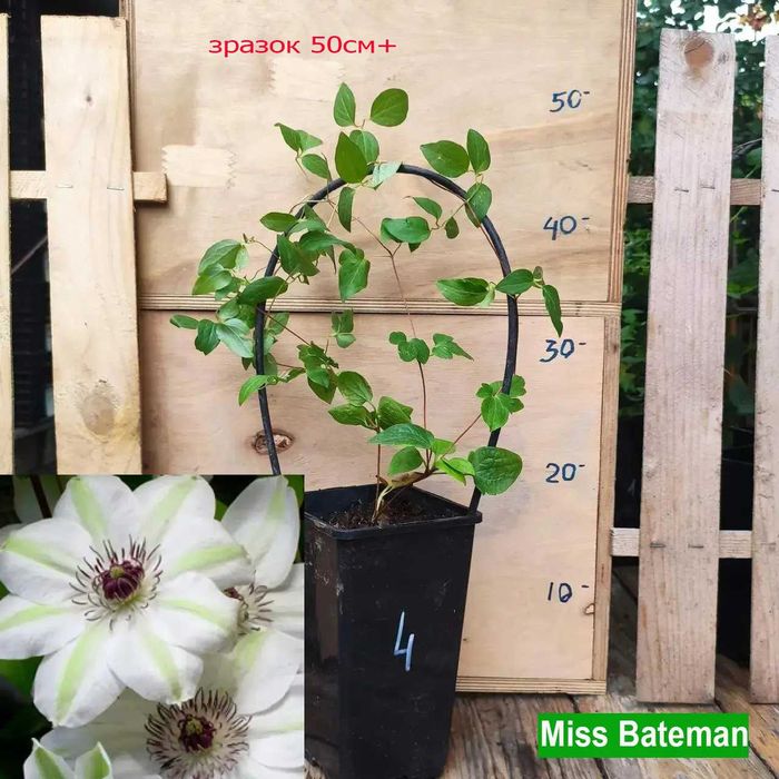 Клематис Руж Кардинал и др.