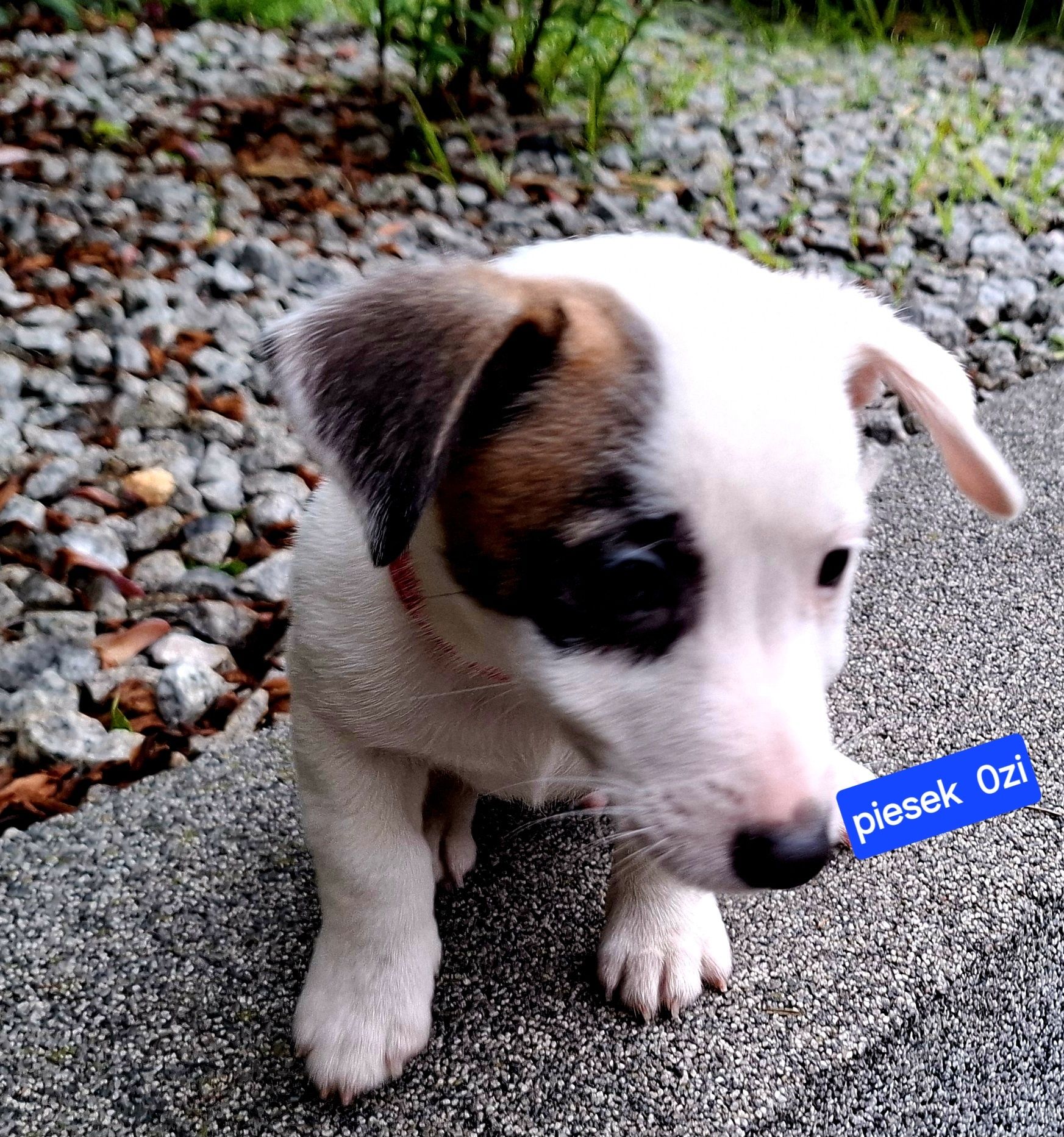 malutki !!! piesek Jack Russell 3 szczepienia RODZIICE W HODOWLI