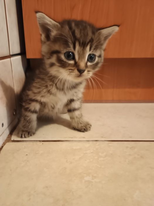 Kotki do adopcji
