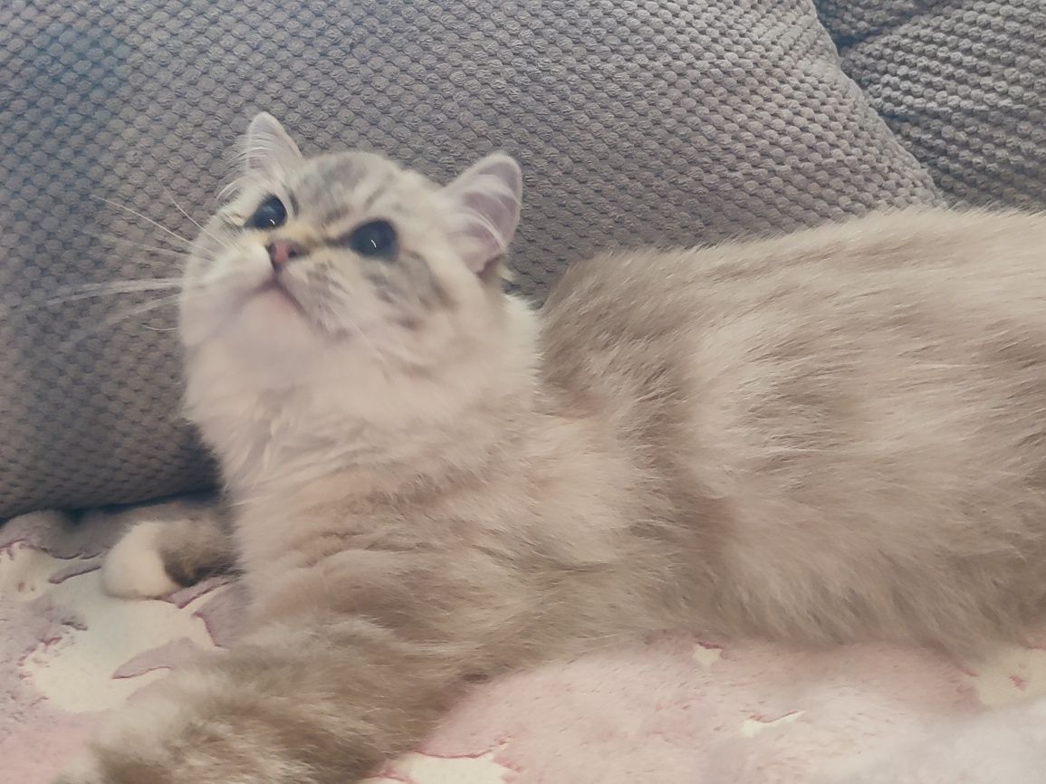 Ragdoll kotka  z międzynarodowym rodowodem FIFE