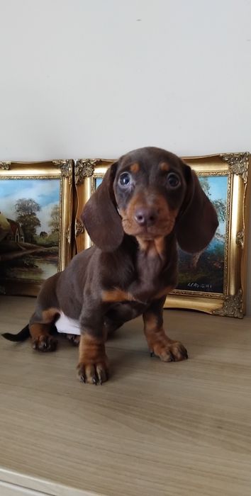 Suczka jamnik miniaturowy czekoladowa