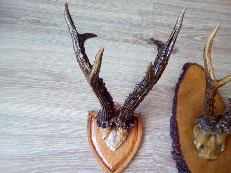 Poroże jelenia na desce
