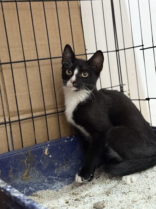 Gatinho 3 meses meigo