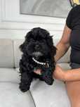 Shihpoo piesek z rodowodem