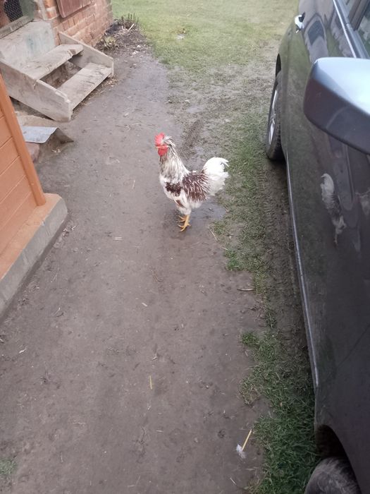 Kogut czubatka staropolska